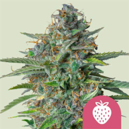 Semillas feminizadas Strawberry Cough de Royal Queen