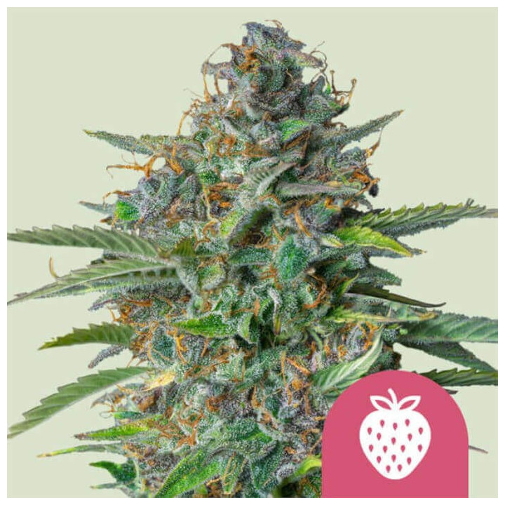 Semillas feminizadas Strawberry Cough de Royal Queen