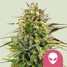 Semillas feminizadas Alien Og de Royal Queen