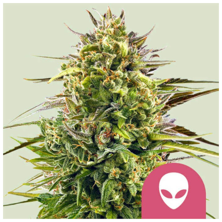 Semillas feminizadas Alien Og de Royal Queen