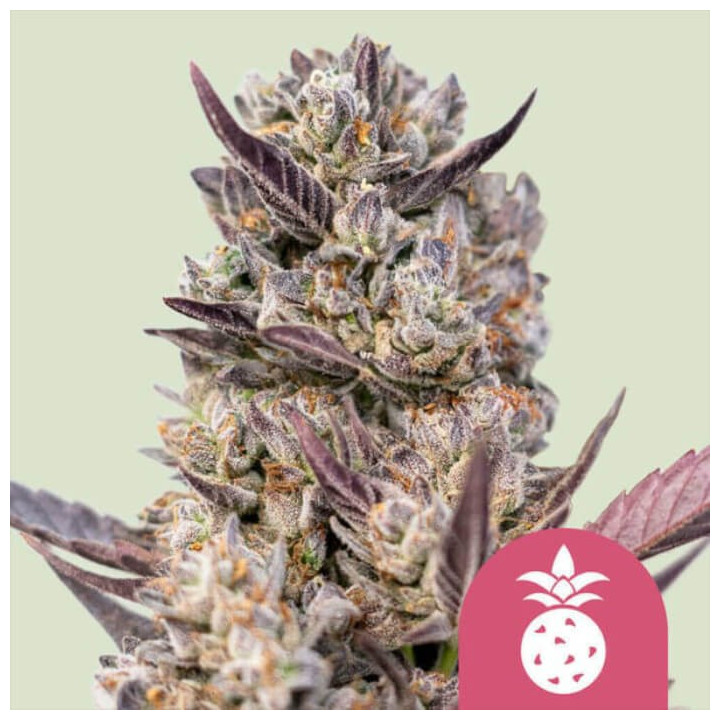 Semillas feminizadas Tropicana Cookies Purple de Royal Queen
