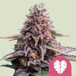 Semillas feminizadas Pink Mist de Royal Queen