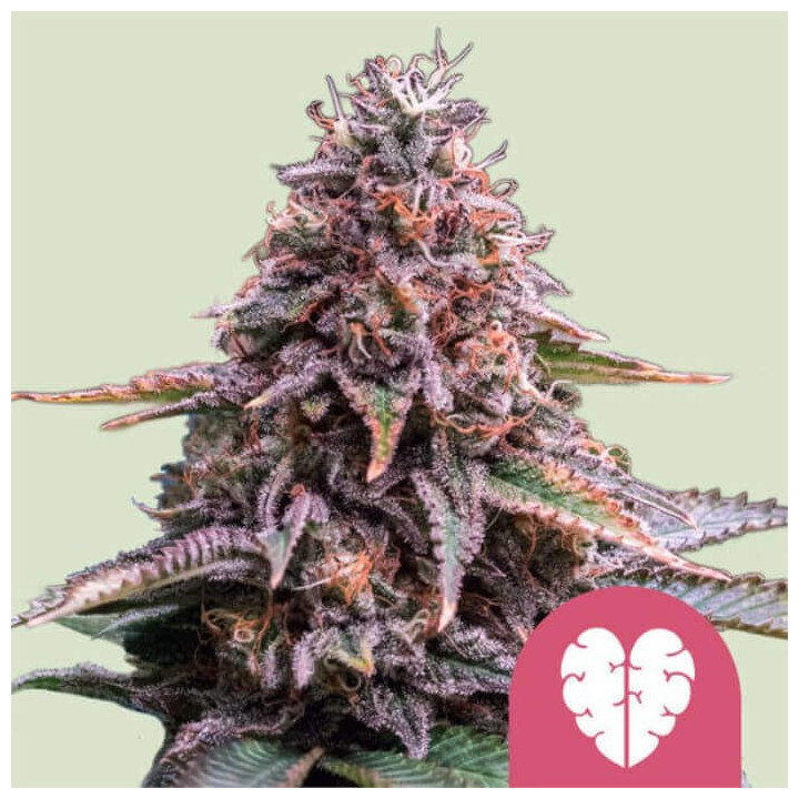 Semillas feminizadas Pink Mist de Royal Queen