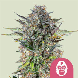 Semillas feminizadas Pink Gorilla de Royal Queen