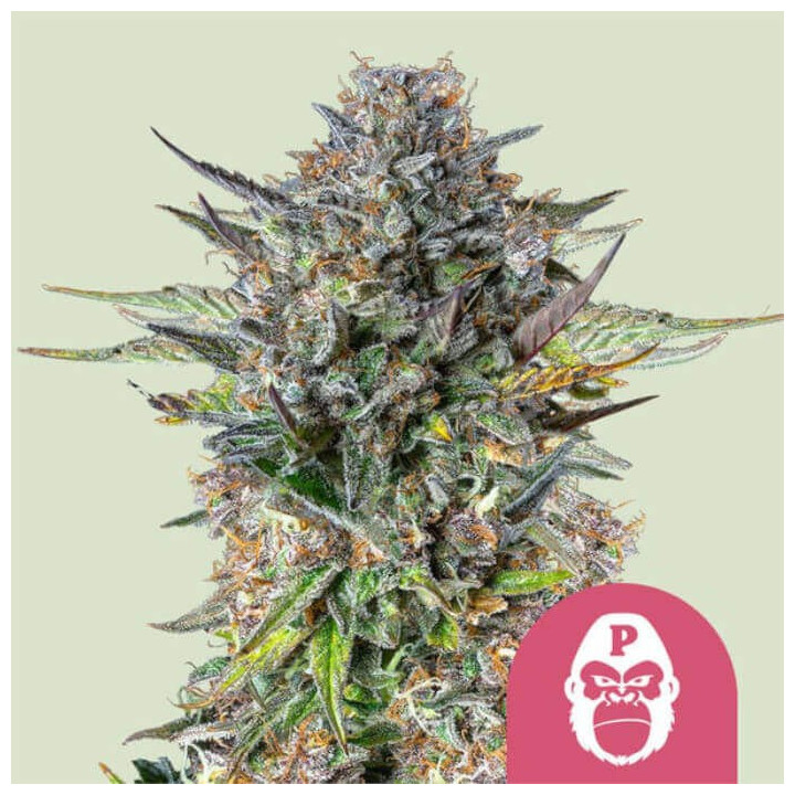 Semillas feminizadas Pink Gorilla de Royal Queen