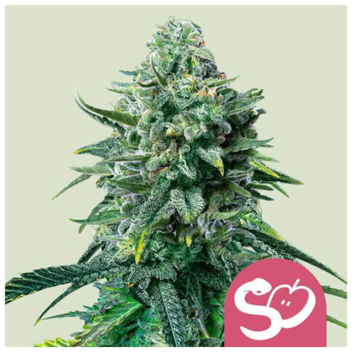 Semillas feminizadas Forbidden Fruit de Royal Queen