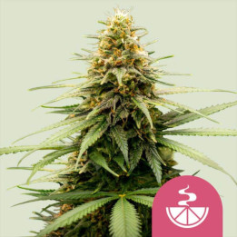 Semillas feminizadas Lemon Skunk de Royal Queen