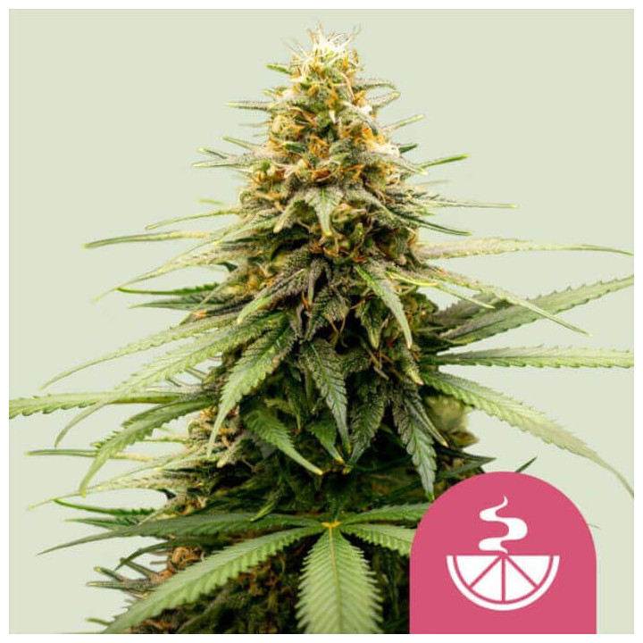 Semillas feminizadas Lemon Skunk de Royal Queen