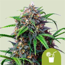 Semillas autoflorecientes Purple Lemonade Auto de Royal Queen