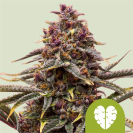 Semillas autoflorecientes Pink Mist Auto de Royal Queen