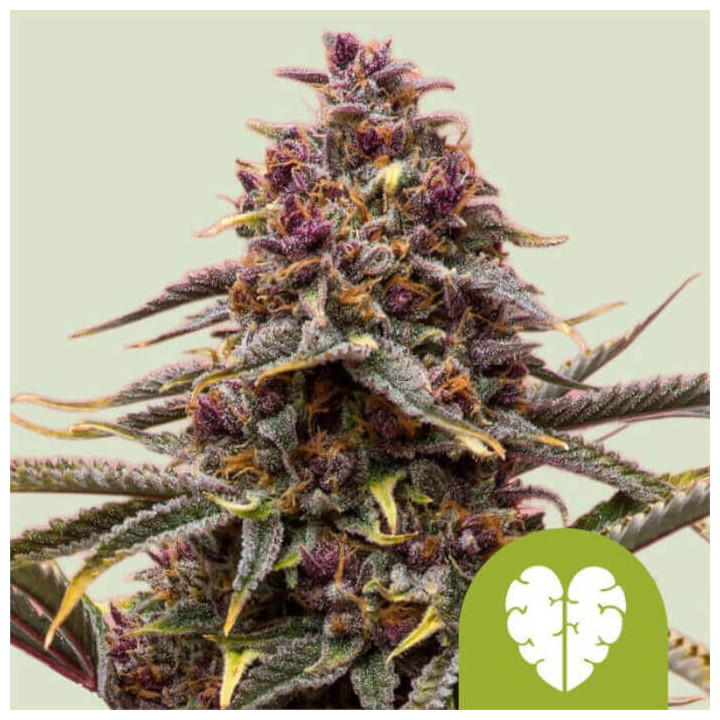 Semillas autoflorecientes Pink Mist Auto de Royal Queen