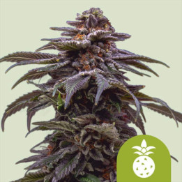 Semillas autoflorecientes Tropicana Cookies Purple Auto de Royal Queen
