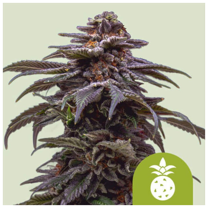 Semillas autoflorecientes Tropicana Cookies Purple Auto de Royal Queen