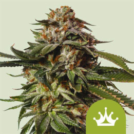 Semillas autoflorecientes Special Queen 1 Auto de Royal Queen
