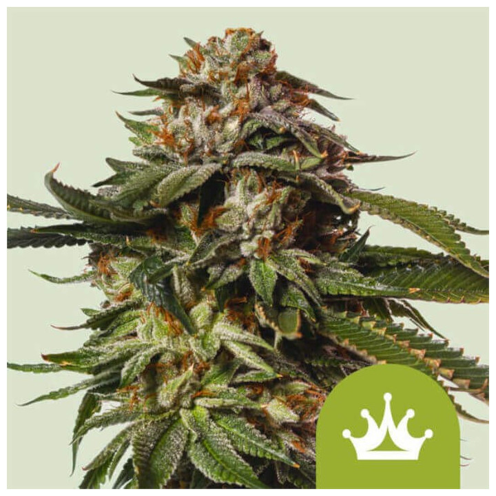 Semillas autoflorecientes Special Queen 1 Auto de Royal Queen