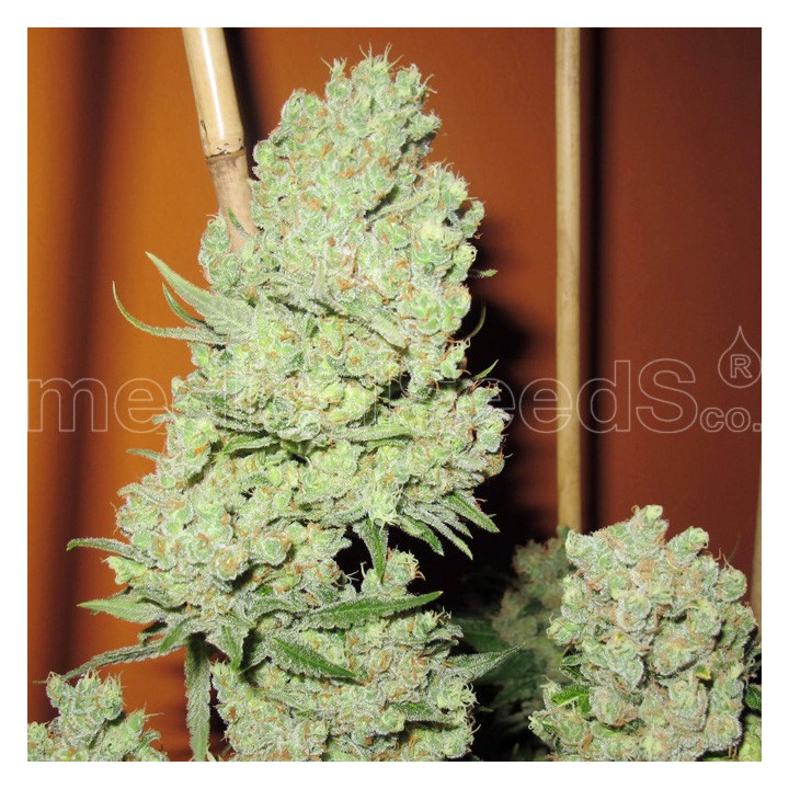 Channel + (Medical Seeds)