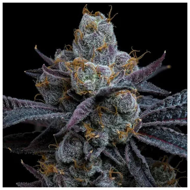 Semillas Feminizadas White Runtz de Barney's Farm