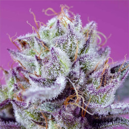 Semillas Autoflorecientes Diablo’s Delight XL Auto de Sweet Seeds