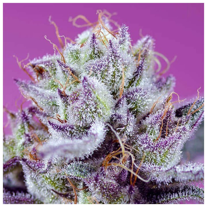 Semillas Autoflorecientes Diablo’s Delight XL Auto de Sweet Seeds