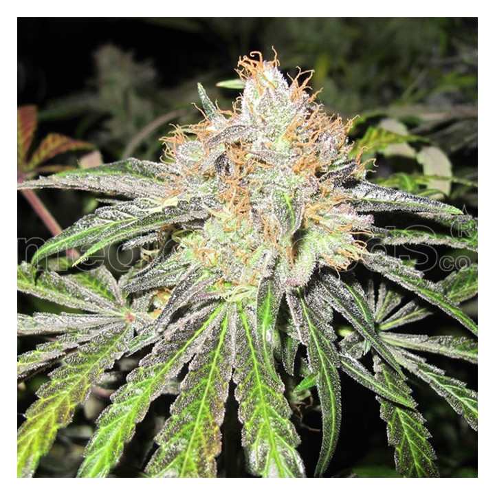 Deep Neville (Medical Seeds)