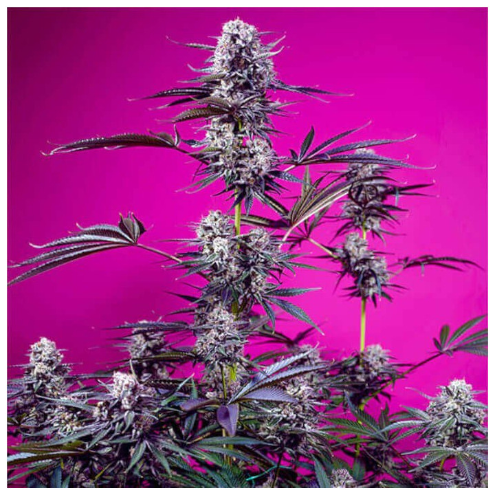 Semillas Autoflorecientes Studio 54 Stardust Auto de Sweet Seeds