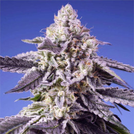 Semillas Autoflorecientes Permanent Jealousy XL Auto de Sweet Seeds