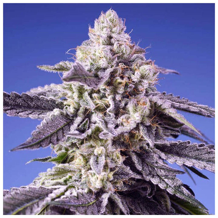 Semillas Autoflorecientes Permanent Jealousy XL Auto de Sweet Seeds