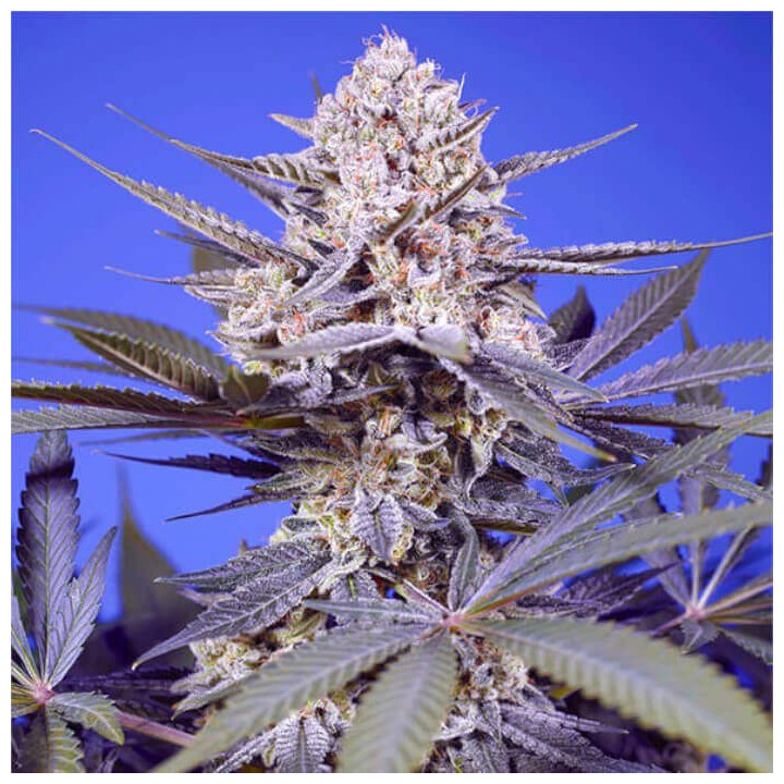 Semillas Autoflorecientes Pineapple Slush XL Auto de Sweet Seeds