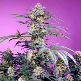 Semillas Feminizadas Monster Maker de Sweet Seeds