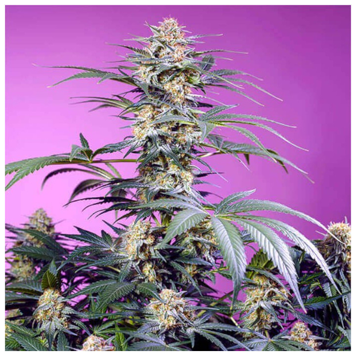 Semillas Feminizadas Monster Maker de Sweet Seeds