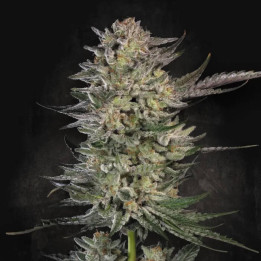 Semillas feminizadas Candy Breath de Paradise Seeds