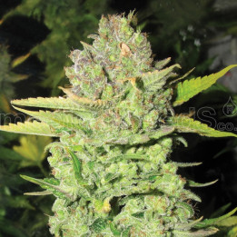 Devil Fruit (Medical Seeds)