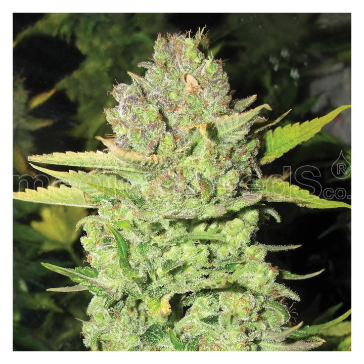 Devil Fruit (Medical Seeds)