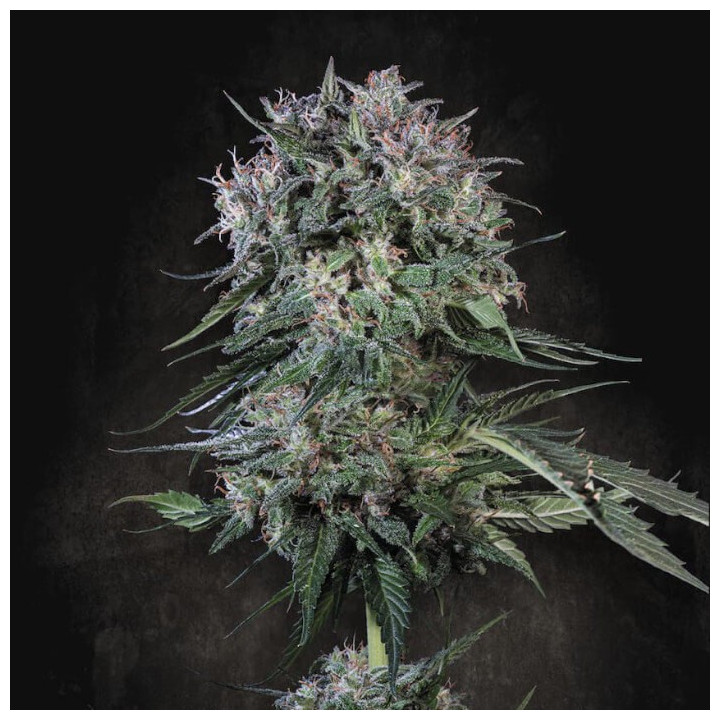 Semillas feminizadas Doppler de Paradise Seeds