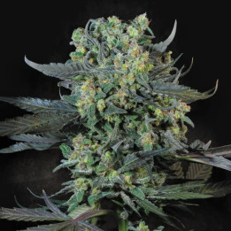 Semillas feminizadas Momo de Paradise Seeds