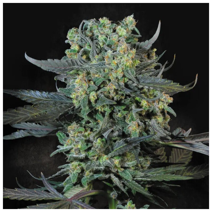 Semillas feminizadas Momo de Paradise Seeds