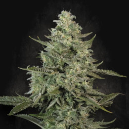 Semillas feminizadas Mendo Creme de Paradise Seeds
