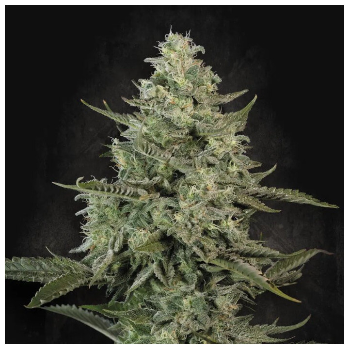Semillas feminizadas Mendo Creme de Paradise Seeds