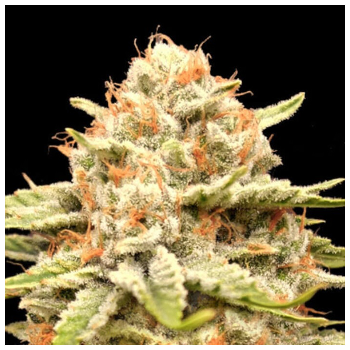 Semillas feminizadas Garlicane de Advanced Seeds