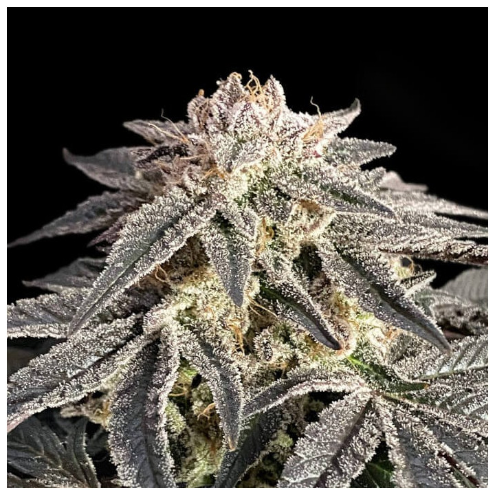 Semillas feminizadas Permanent Marker de Advanced Seeds