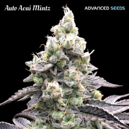 Semillas autoflorecientes Acai Mint Auto de Advanced Seeds