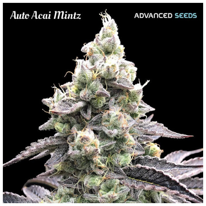 Semillas autoflorecientes Acai Mint Auto de Advanced Seeds