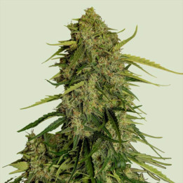 Semillas feminizadas Atlas CBD F1 de Royal Queen Seeds