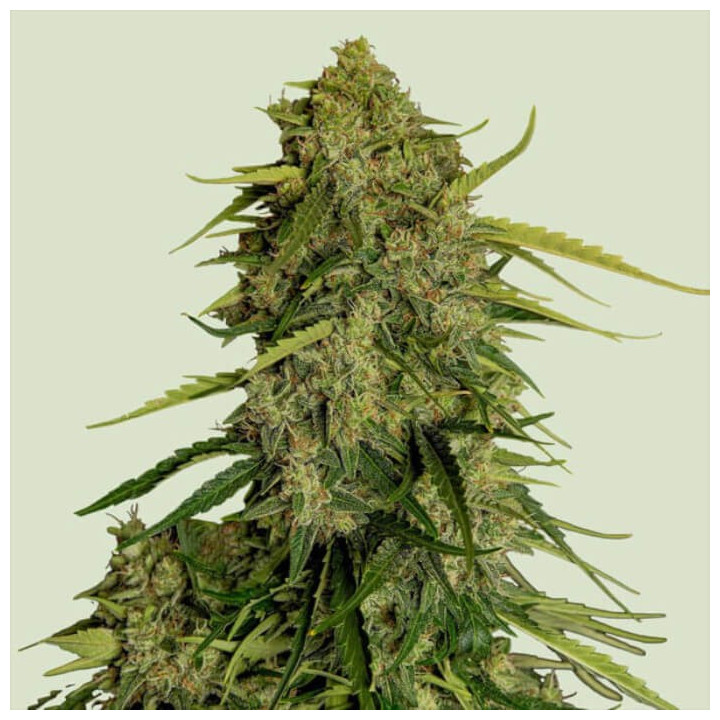 Semillas feminizadas Atlas CBD F1 de Royal Queen Seeds