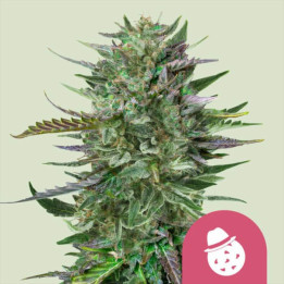 Semillas feminizadas Do-Si-Dos de Royal Queen Seeds
