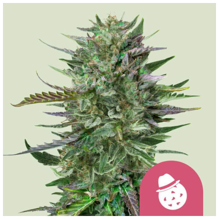 Semillas feminizadas Do-Si-Dos de Royal Queen Seeds