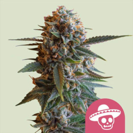 Semillas feminizadas Mexican Rush de Royal Queen Seeds
