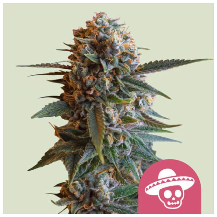 Semillas feminizadas Mexican Rush de Royal Queen Seeds