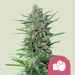 Semillas feminizadas Purple Punch de Royal Queen Seeds