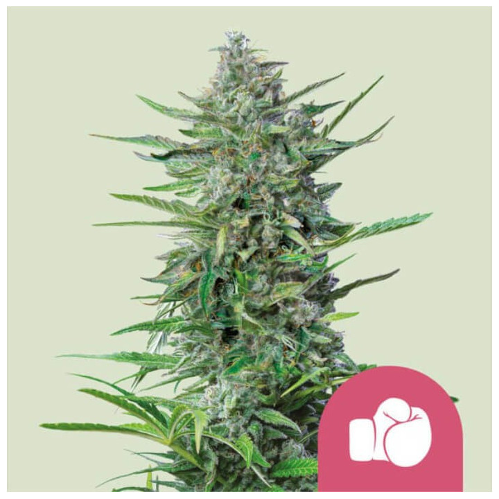 Semillas feminizadas Purple Punch de Royal Queen Seeds